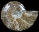 Flashy Red Ammonite Fossil - Wide #59897-1